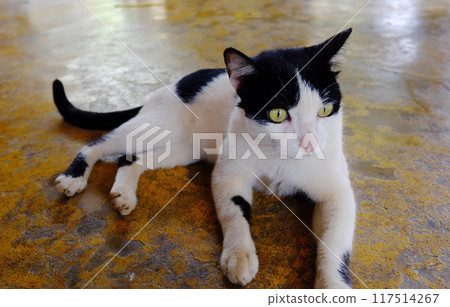 Adorable black and white cat lying on concrete floor 117514267