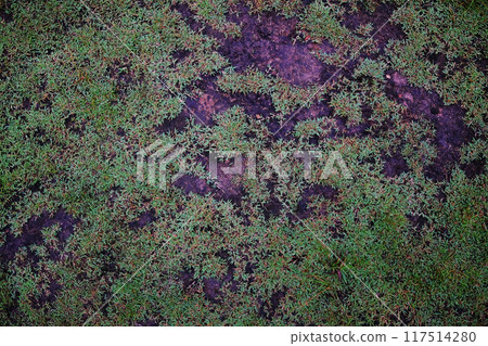 Tropical green grass on surface dirty oil and clay texture and background Tropical green grass on surface dirty oil and clay texture and background 117514280