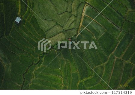 Aerial view Dark green rice fields in the rainy day of Rice terrace in asian Aerial view Dark green rice fields in the rainy day of Rice terrace in asian 117514319