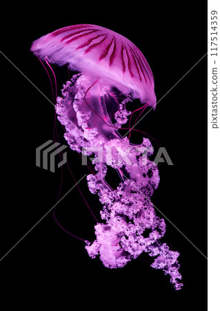 Jellyfish in the deep blue sea, close up of photo on black background 117514359