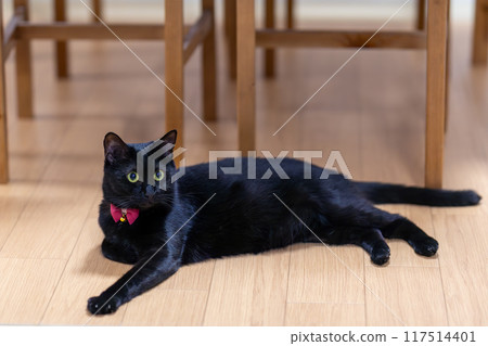 Black cat lying on the floor Black cat lying on the floor 117514401