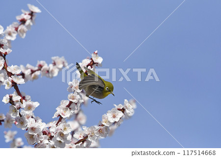 White-eye on white plum blossoms in full bloom (4 consecutive photos) (spring image) White-eye on white plum blossoms in full bloom (4 consecutive photos) (spring image) 117514668