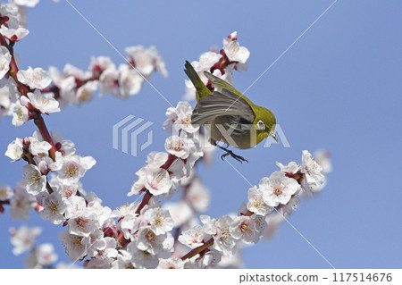 White-eye on white plum blossoms in full bloom (4 consecutive photos) (spring image) White-eye on white plum blossoms in full bloom (4 consecutive photos) (spring image) 117514676
