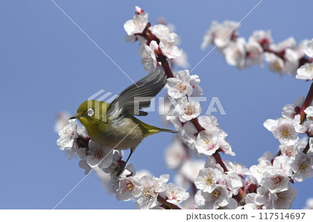 White-eye on white plum blossoms in full bloom (4 consecutive photos) (spring image) 117514697