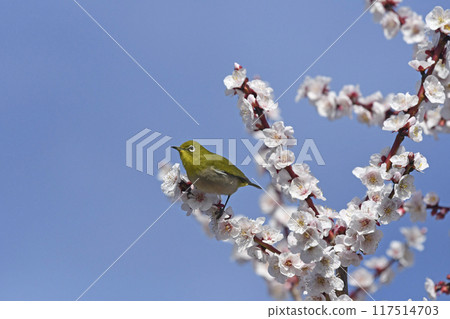 White-eye on white plum blossoms in full bloom (4 consecutive photos) (spring image) 117514703