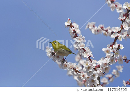 White-eye on white plum blossoms in full bloom (4 consecutive photos) (spring image) 117514705