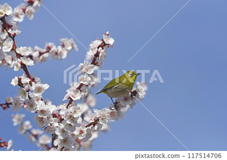 White-eye on white plum blossoms in full bloom (4 consecutive photos) (spring image) 117514706