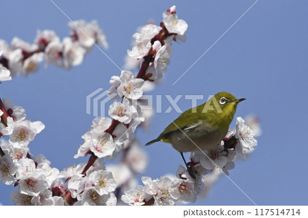 White-eye on white plum blossoms in full bloom (4 consecutive photos) (spring image) 117514714