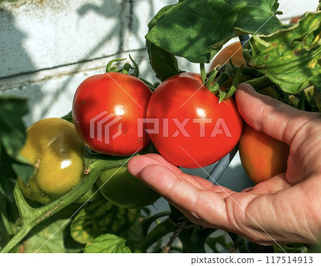 Close-up of a hand holding ripe tomato fruits growing in a home garden Close-up of a hand holding ripe tomato fruits growing in a home garden 117514913
