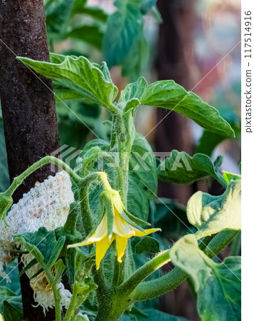 Tomato grown in an organic garden. Flowering and fruiting tomato plant. Close-up Tomato grown in an organic garden. Flowering and fruiting tomato plant. Close-up 117514916