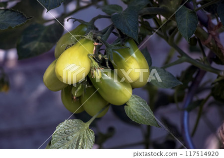 Tomato grown in an organic garden. Flowering and fruiting tomato plant. Close-up 117514920