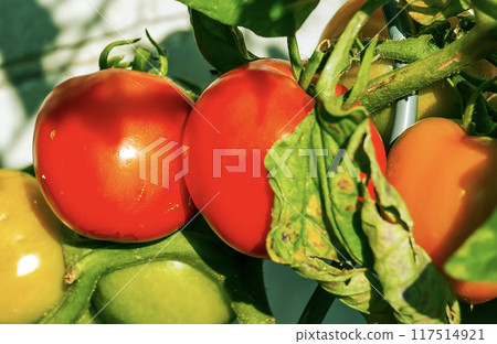 Tomato grown in an organic garden. Flowering and fruiting tomato plant. Close-up 117514921