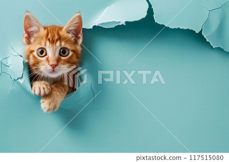 Cute ginger kitten peeking through hole in blue paper background. 117515080