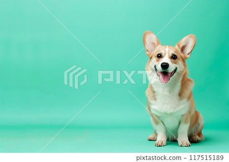 Smiling corgi on a turquoise background Smiling corgi on a turquoise background 117515189