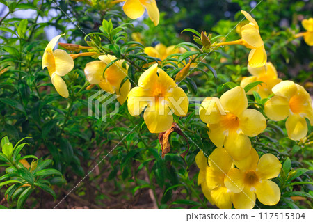 南部盛開的黃色花朵 117515304