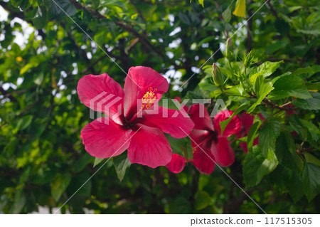 Red flower blooming in southern country 117515305