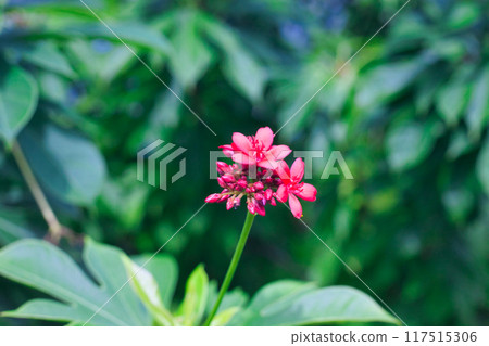 開在南方的一朵小而可愛的紅花 117515306