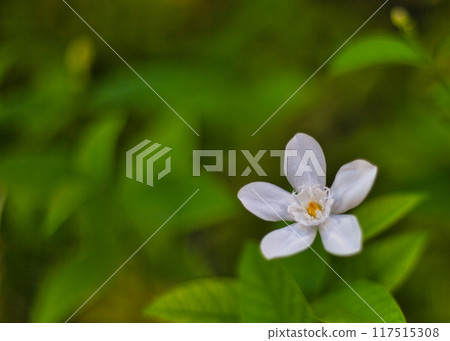 A small, cute white flower that blooms in the tropics 117515308