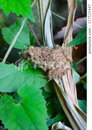 Ecological photograph of the Japanese common frog that lives in grass near water 117515447
