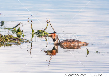 The waterfowl bird Great Crested Grebe swimming in the lake near its nest with eggs 117515490