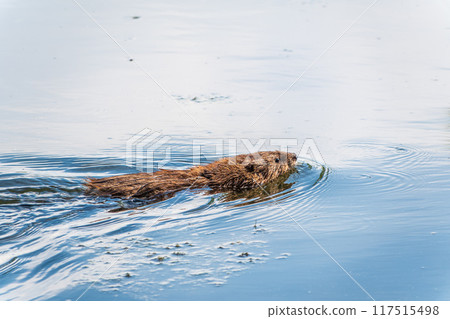 Muskrat, Ondatra zibethicuseats swiming at the surface of the lake water. 117515498