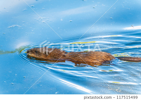 Muskrat, Ondatra zibethicuseats swiming at the surface of the lake water. 117515499