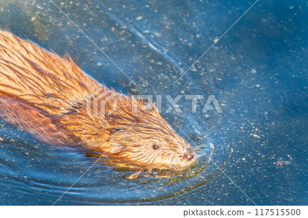 Muskrat, Ondatra zibethicuseats swiming at the surface of the lake water. 117515500