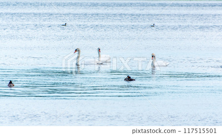 Three graceful white swans swims in the lake, swans in the wild. 117515501