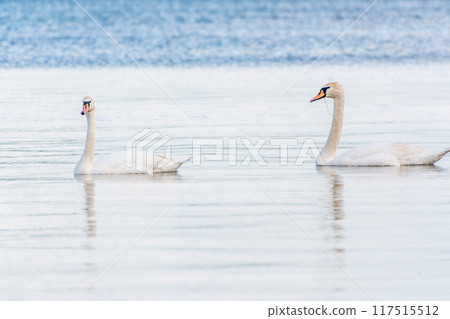 Two Graceful white Swans swimming in the lake, swans in the wild 117515512