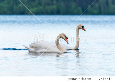 Two Graceful white Swans swimming in the lake, swans in the wild 117515518