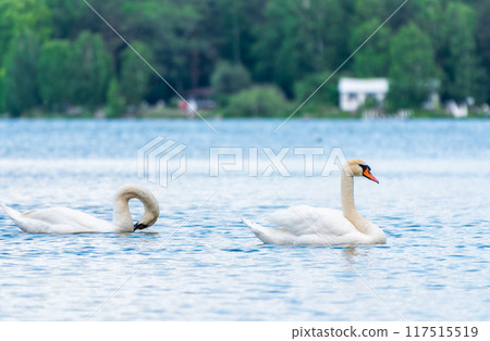 Two Graceful white Swans swimming in the lake, swans in the wild 117515519
