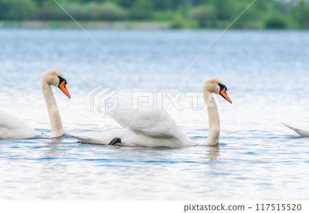 Two Graceful white Swans swimming in the lake, swans in the wild 117515520