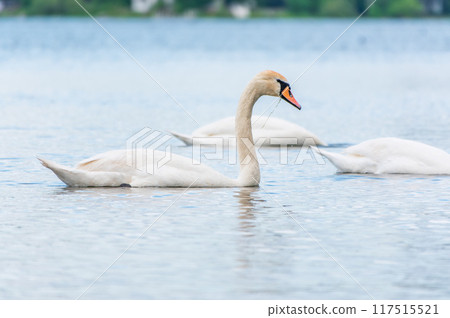 Three graceful white swans swims in the lake, swans in the wild. 117515521