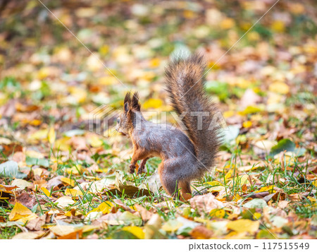 Squirrel in autumn hides nuts on the green grass with fallen yellow leaves Squirrel in autumn hides nuts on the green grass with fallen yellow leaves 117515549