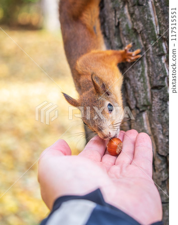 A squirrel in the autumn eats nuts from a human hand. Eurasian red squirrel, Sciurus vulgaris A squirrel in the autumn eats nuts from a human hand. Eurasian red squirrel, Sciurus vulgaris 117515551