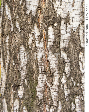 The texture of the birch bark. The texture of the birch bark. 117515552