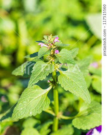 Pink flowers of spotted dead-nettle Lamium maculatum. Medicinal plants in the garden. 117515560