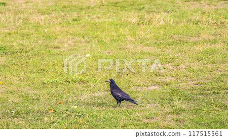 Portrait of Eurasian rook (Corvus frugilegus). Black bird with bare base of bill walking in grass and looking for food 117515561