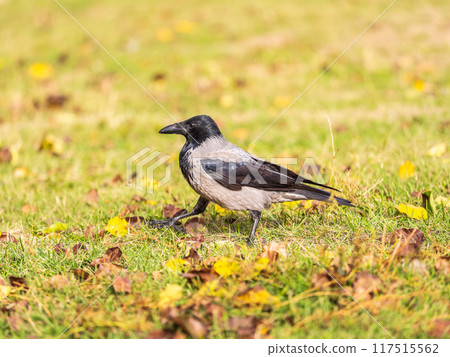 Hooded crow, corvus cornix, standing on the lawn in the spring or summer Hooded crow, corvus cornix, standing on the lawn in the spring or summer 117515562