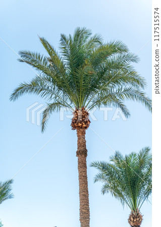 Palm tree with green leaves on blue background Palm tree with green leaves on blue background 117515574