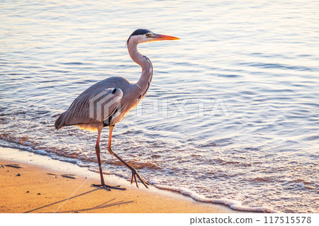 A heron hunting in the sea. Grey heron on the hunt 117515578