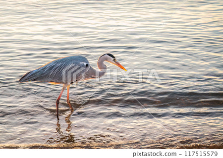 A heron hunting in the sea. Grey heron on the hunt 117515579