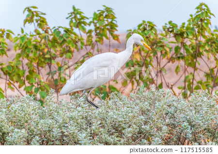 Western cattle egret (Bubulcus ibis) in winter plumage hunting for insects. Western cattle egret (Bubulcus ibis) in winter plumage hunting for insects. 117515585