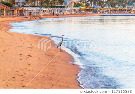 Gray heron fishing on the beach of the Red Sea. Naama Bay beach, Sharm El Sheikh, Egypt 117515588