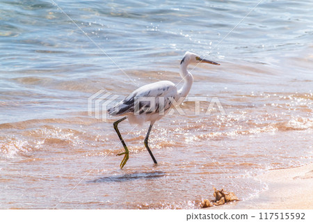 White Western Reef Heron (Egretta gularis) at Sharm el-Sheikh beach, Sinai, Egypt 117515592