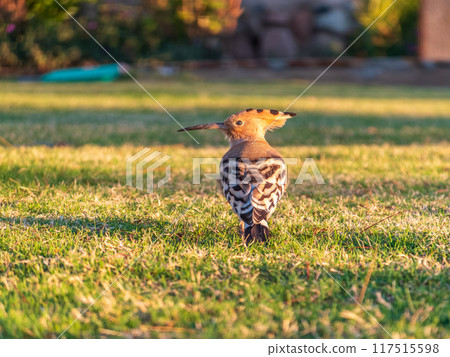 Eurasian hoopoe or Common hoopoe (Upupa epops) bird close-up on natural green grass background Eurasian hoopoe or Common hoopoe (Upupa epops) bird close-up on natural green grass background 117515598