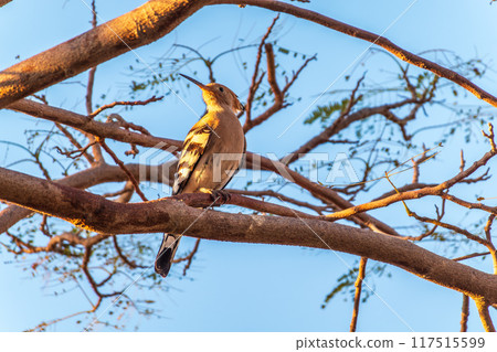 Eurasian Hoopoe, Upupa epops, on a dry tree branch. Eurasian Hoopoe, Upupa epops, on a dry tree branch. 117515599