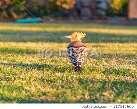 Eurasian hoopoe or Common hoopoe (Upupa epops) bird close-up on natural green grass background 117515600