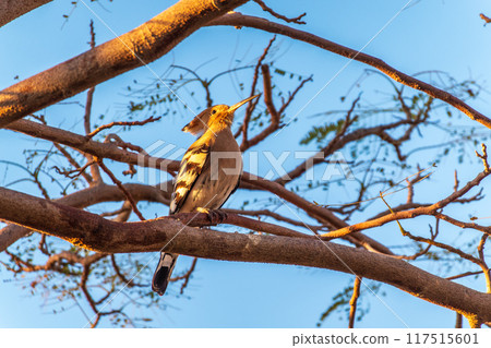 Eurasian Hoopoe, Upupa epops, on a dry tree branch. 117515601
