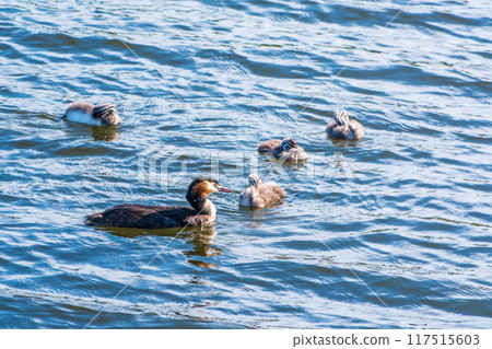 The waterfowl bird, great crested grebe with chick, swimming in the lake. 117515603